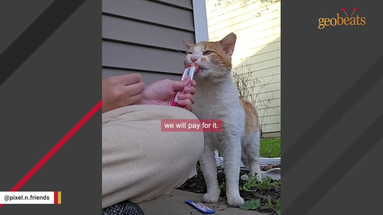 An orange and white cat licking a treat from a tube held by a person sitting outdoors.