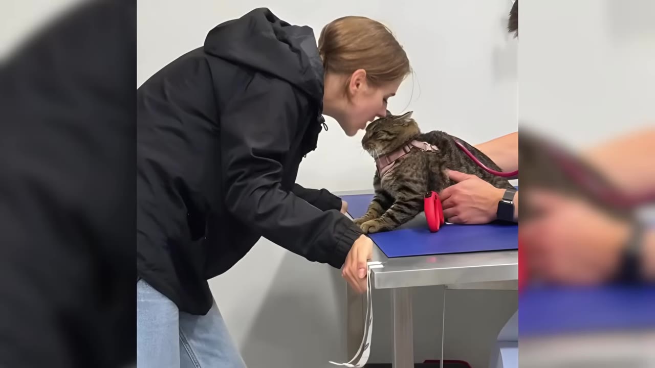 A woman in a black jacket leans in to kiss a tabby cat on the head while it sits on a metal examination table at a veterinary clinic, with a vet holding the cat.