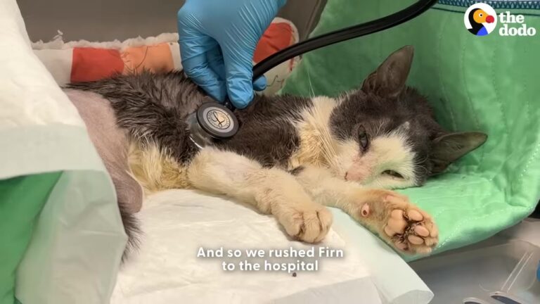 Found Crying Under A Dumpster In NYC Faces A Staggering Diagnosis And A Second Chance