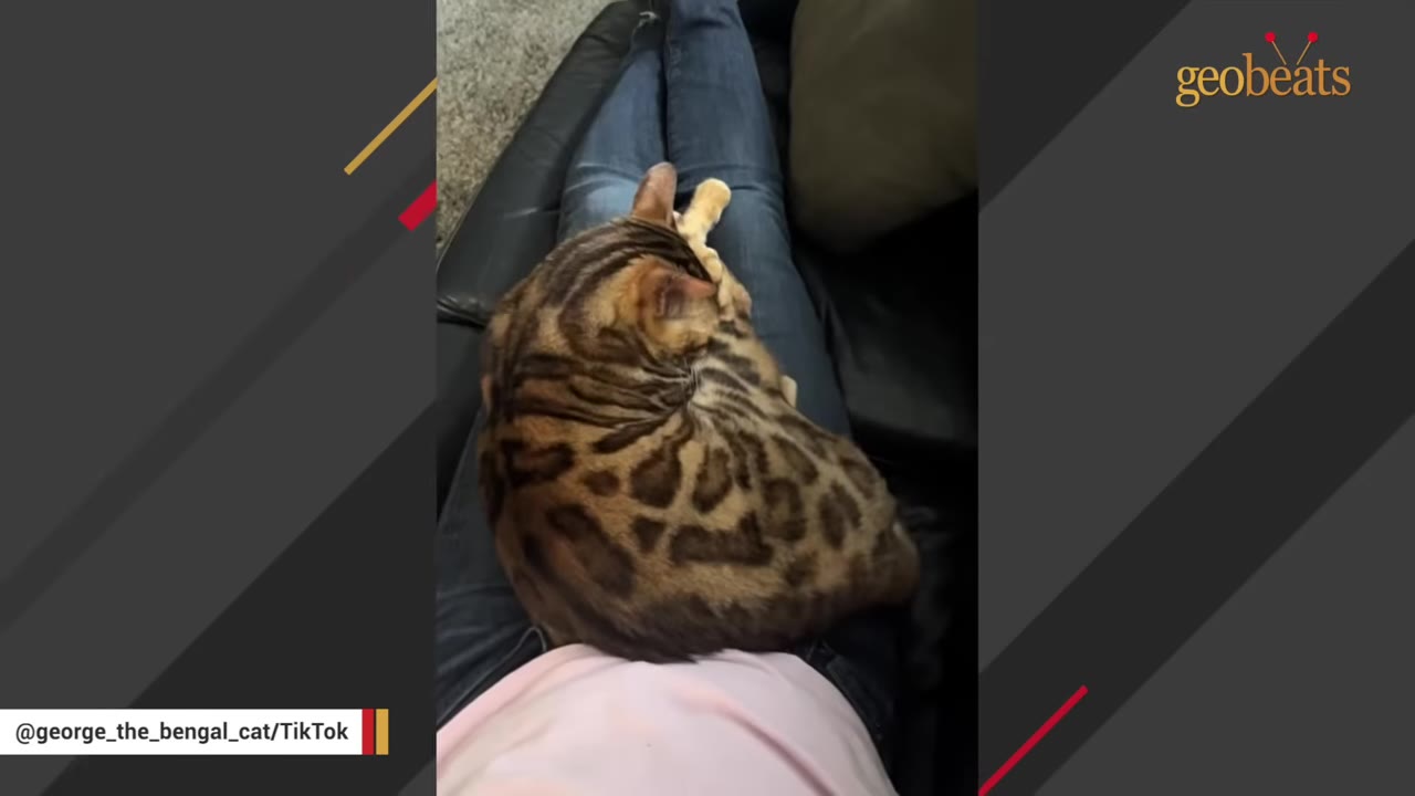 A spotted Bengal cat curled up peacefully on a person's lap.