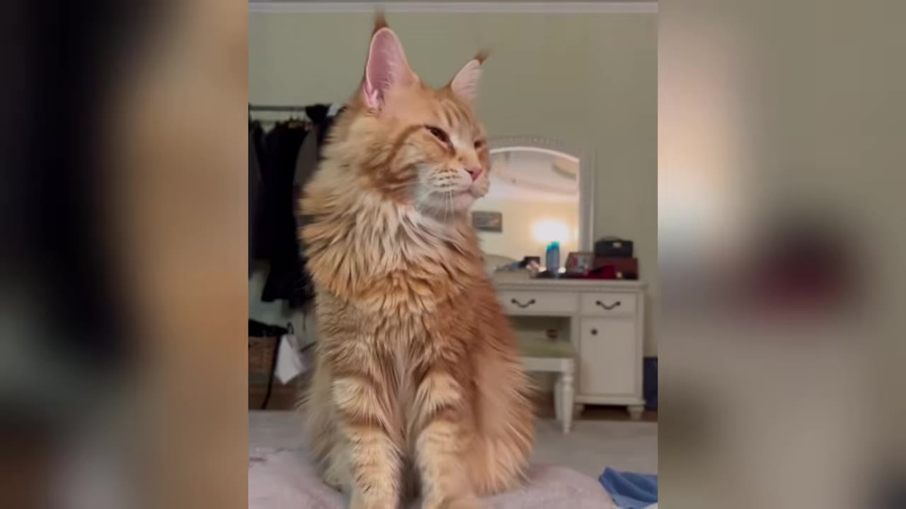 A large, fluffy orange Maine Coon cat sitting upright on a bed, looking off to the side with a majestic expression.