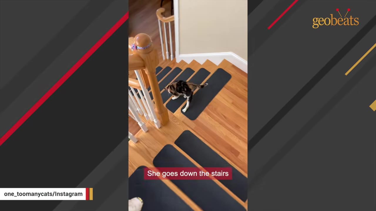 A calico cat carefully walks down wooden stairs fitted with black non-slip carpet treads.