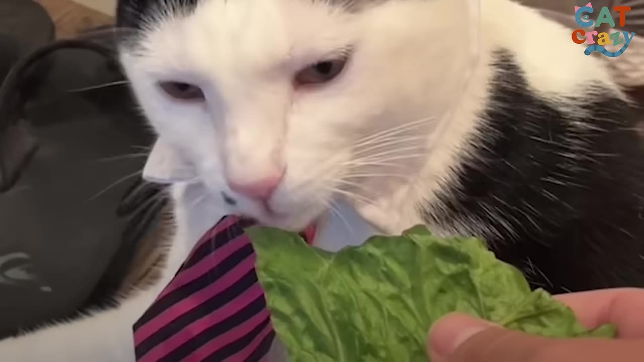 A black and white cat wearing a pink and black striped tie sniffs a piece of green lettuce held by a person.