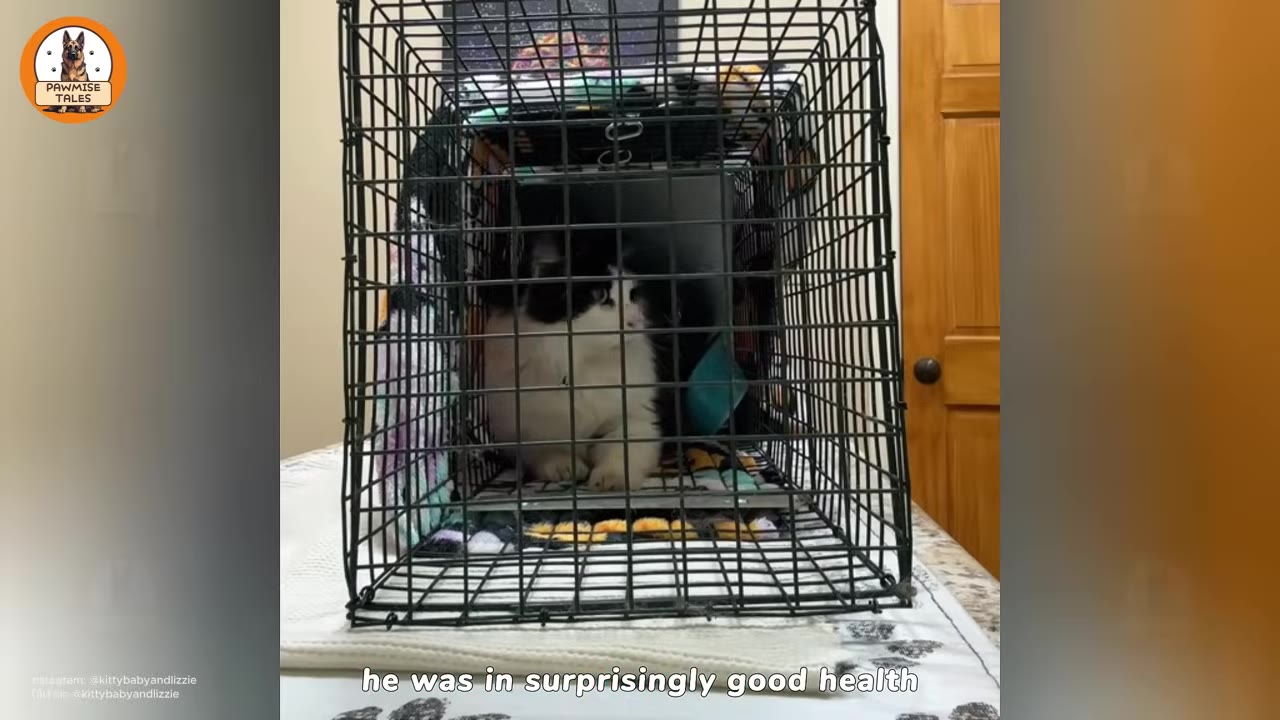 A black and white cat sitting inside a wire pet carrier on a table.