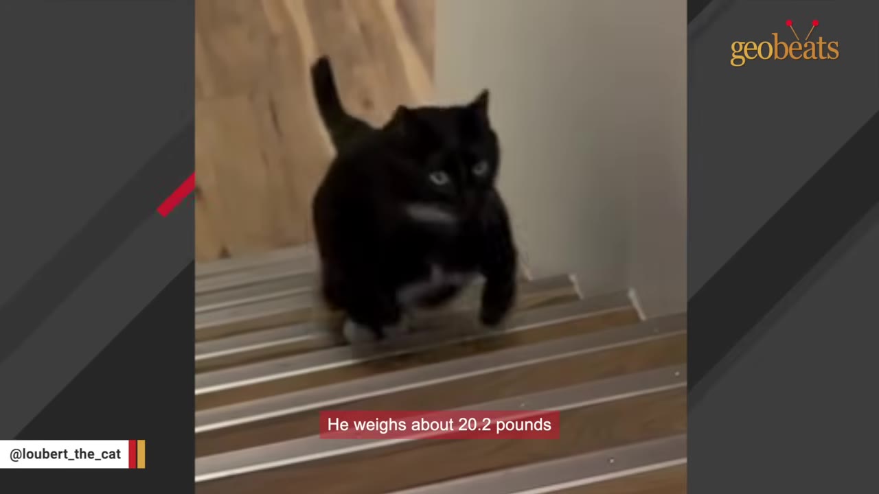 A large black and white cat walks down wooden stairs, with text on screen reading 'He weighs about 20.2 pounds'.