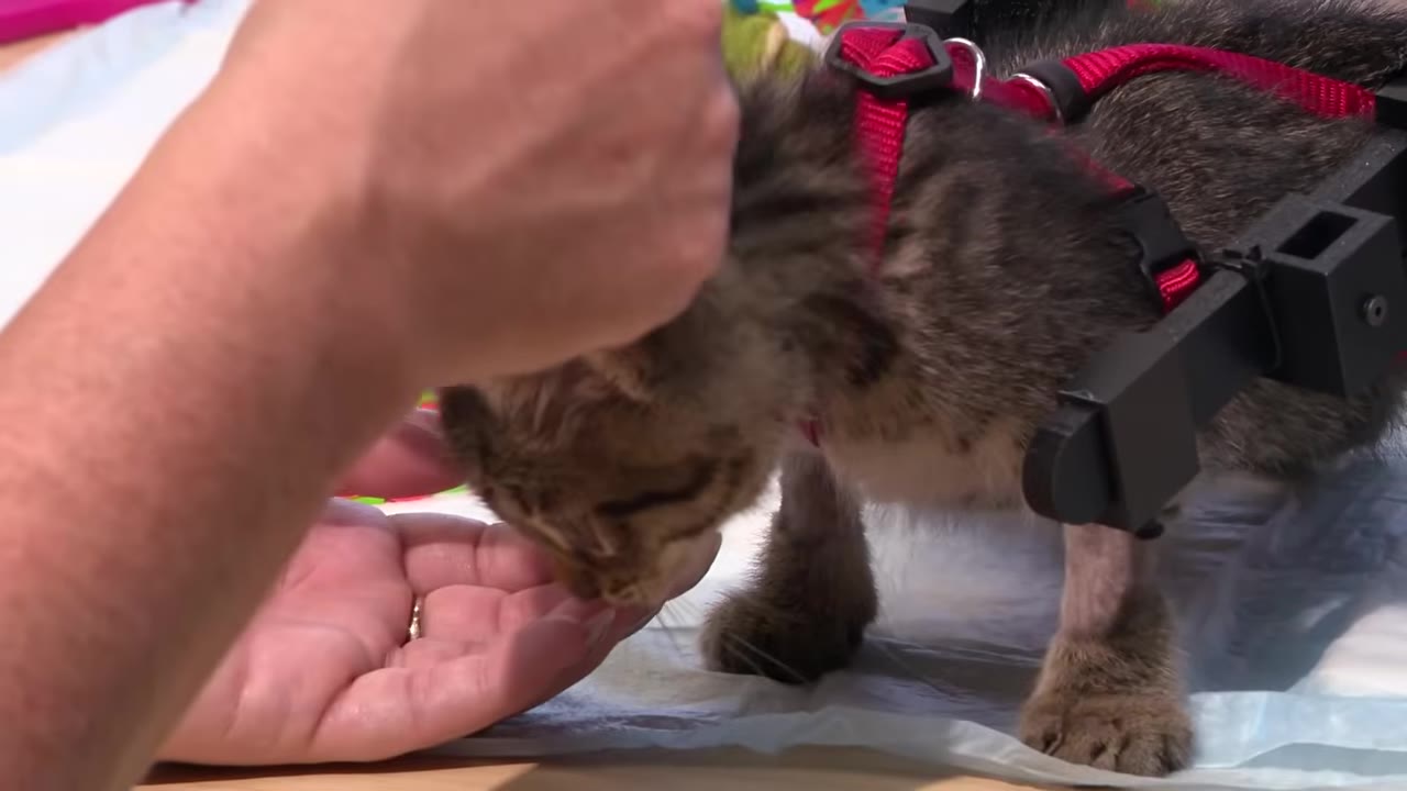 A small tabby kitten wearing a custom black and red harness rig is being gently petted by a person's hand.