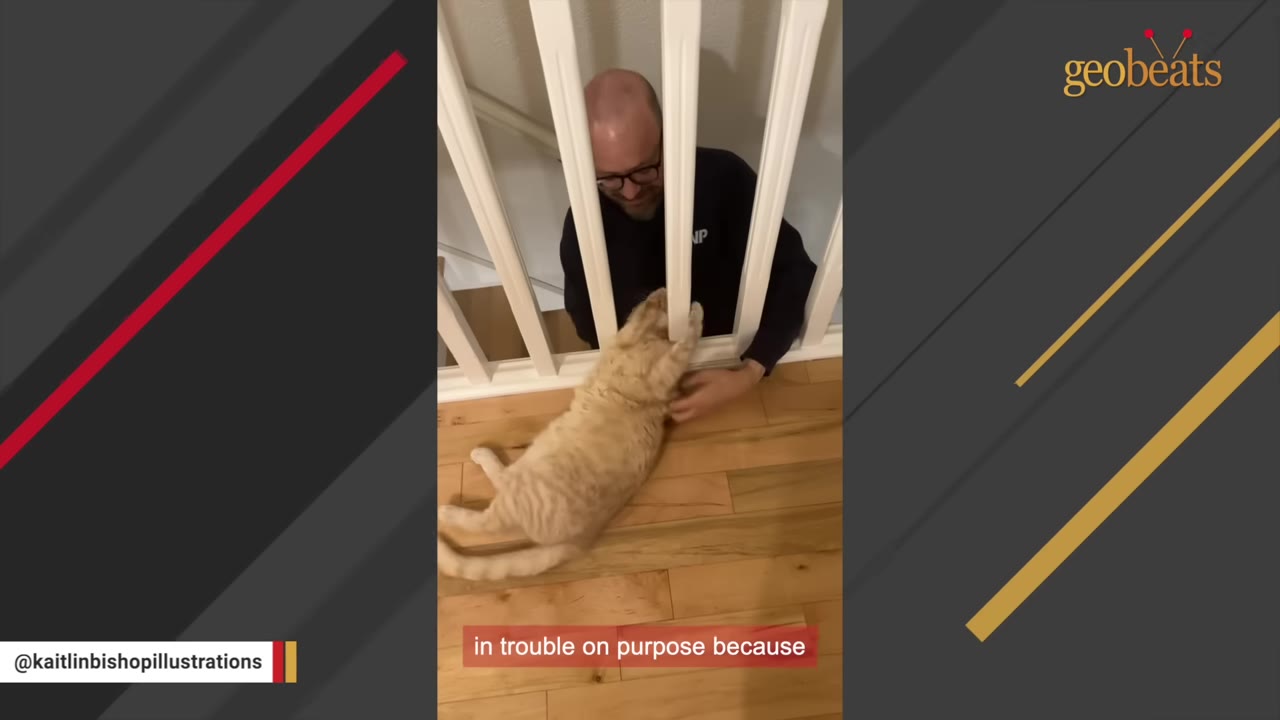 An orange tabby cat lies on its side on a wooden floor, reaching its paws through white stair banisters to play with a smiling man on the other side.