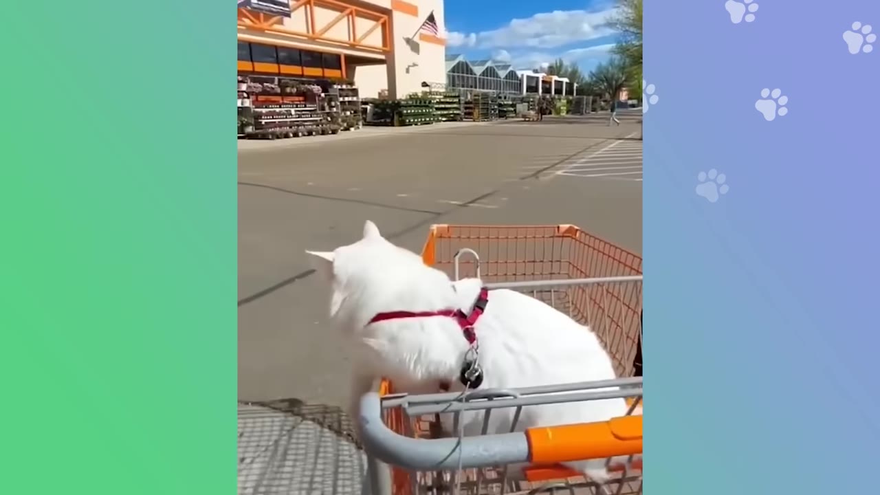 A fluffy white cat wearing a red harness sits in an orange shopping cart outside a Home Depot store.