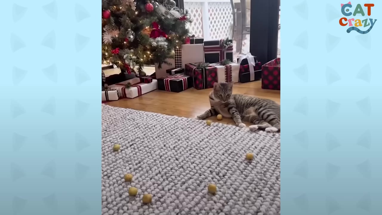 A tabby cat lies on a wooden floor next to a grey rug scattered with several small yellow potatoes, with a decorated Christmas tree and wrapped gifts in the background.