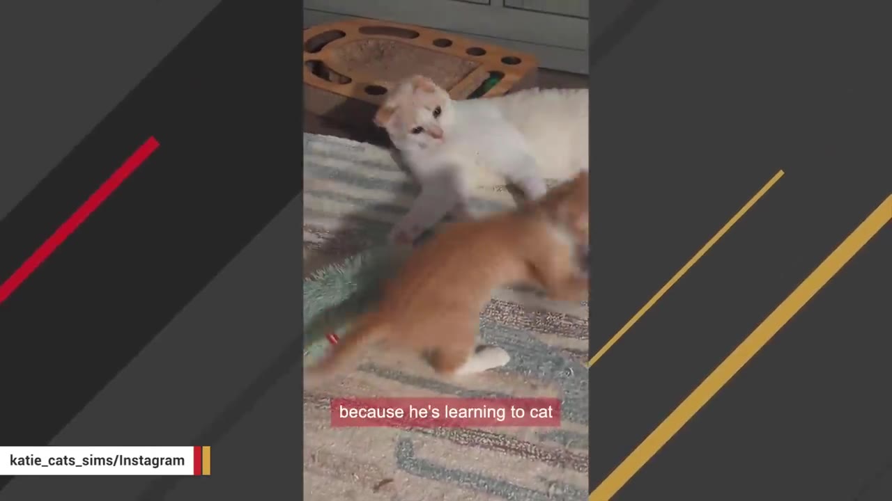 A light-colored cat lies on a rug, watching an orange kitten play.