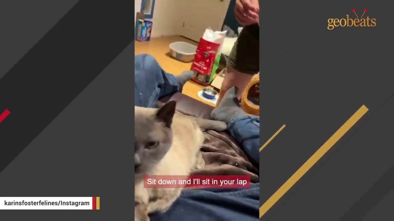A Siamese cat sits comfortably on a person's lap as they relax.