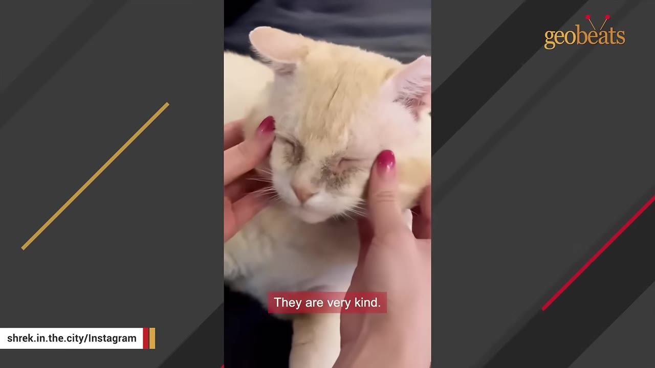 A close-up of a light-colored cat being gently petted on the cheeks by a person's hands with pink nail polish.