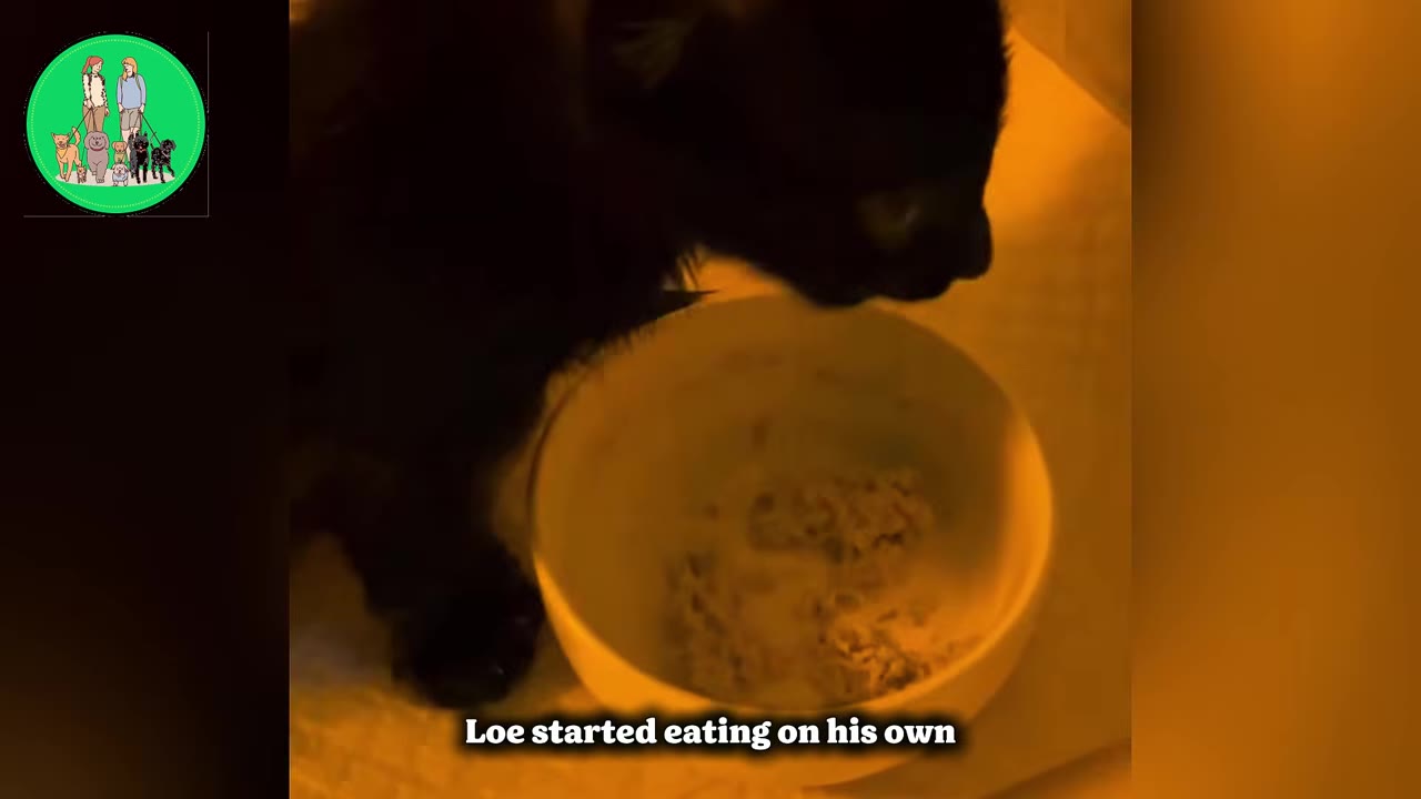 A black kitten leans over a white bowl to eat food on its own under warm lighting.