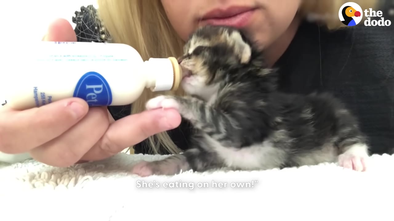 A tiny tabby kitten latches onto a baby bottle held by a woman, with the subtitle 'She's eating on her own!'