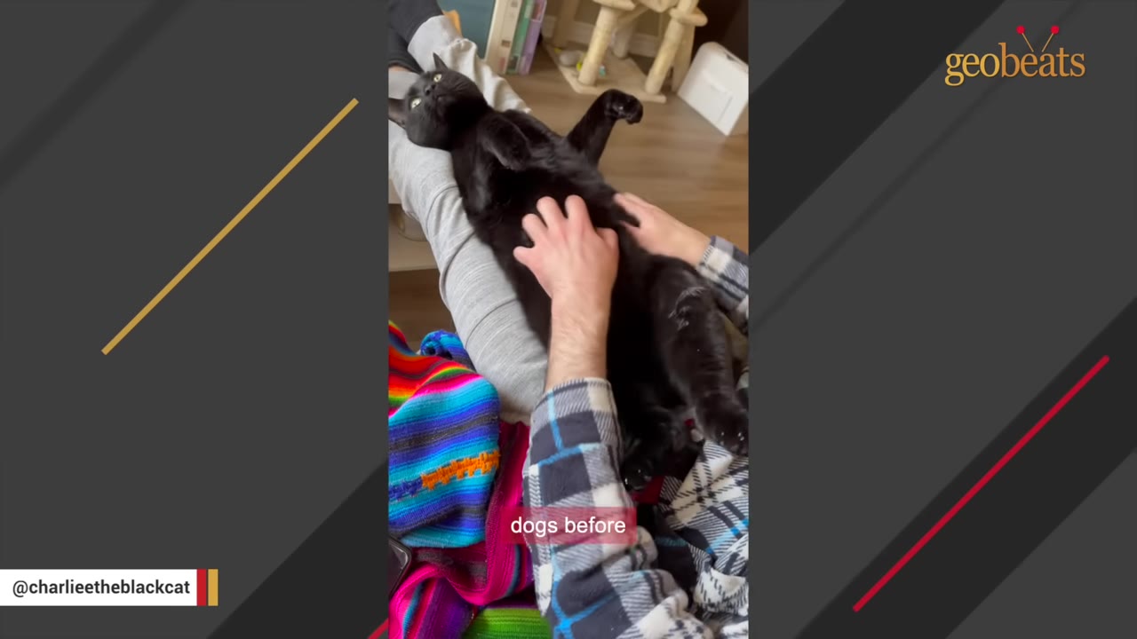 A black cat lies on its back on a person's lap while receiving belly rubs.