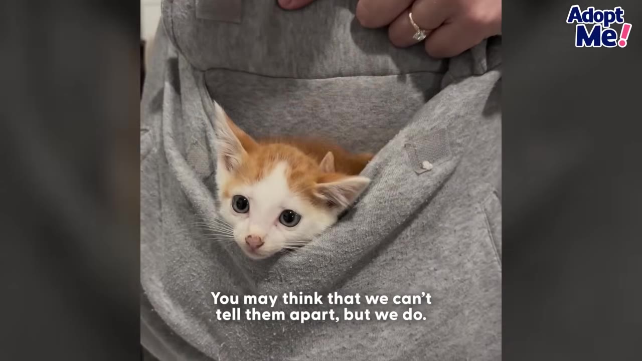 A small orange and white kitten peeks out from the front pouch of a grey hoodie worn by a person.