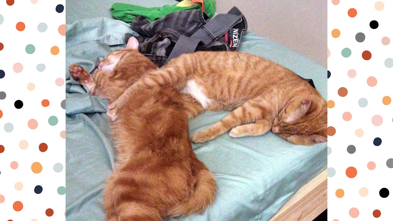 Two orange tabby cats sleeping together on a light blue bedsheet.