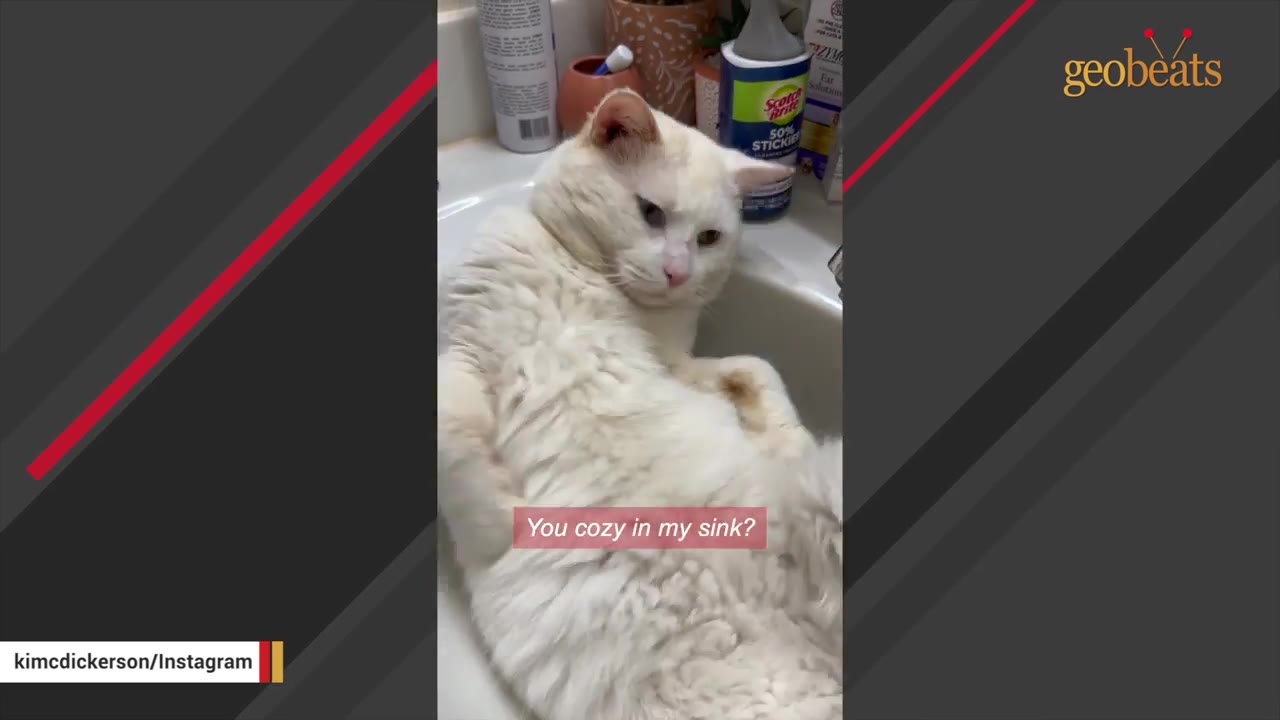 A fluffy white cat lies comfortably inside a white bathroom sink, looking up with a relaxed expression.