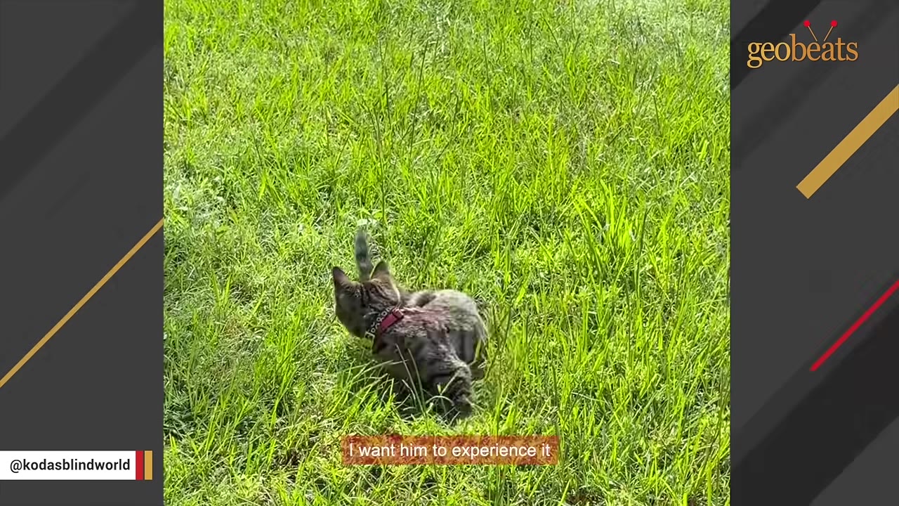 A small tabby kitten wearing a red harness walks through tall green grass.