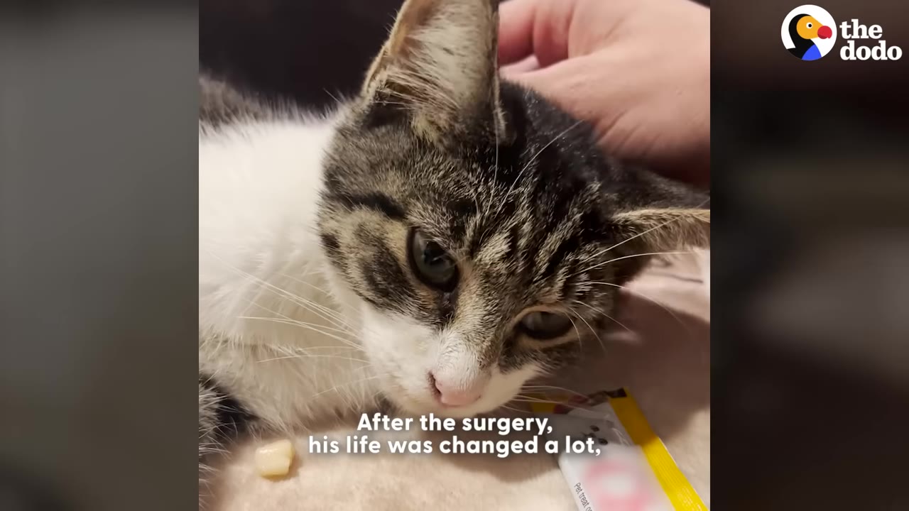 A close-up of a brown and white tabby cat lying down while being gently petted on the head by a human hand, with a subtitle that reads 'After the surgery, his life was changed a lot,'.