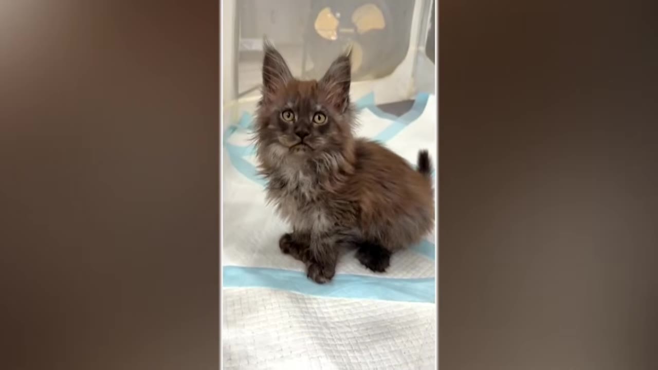 A fluffy, brown Maine Coon kitten with large ears sits upright on a white pad, looking directly at the camera.