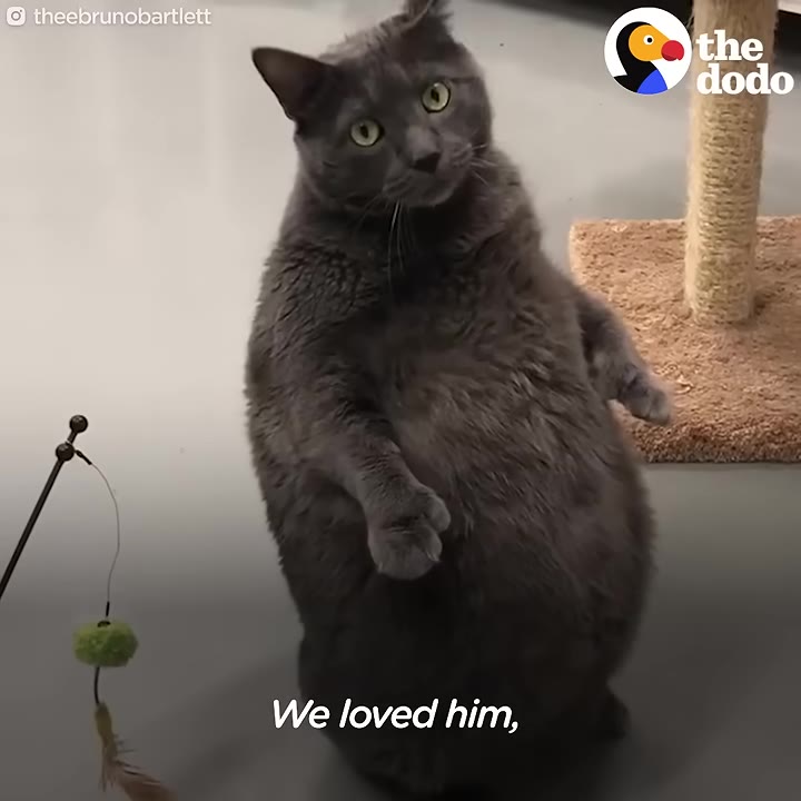Illinois Woman Spots Viral Post About “Extra” Cat, Then Does Something Extra To Bring Him Home