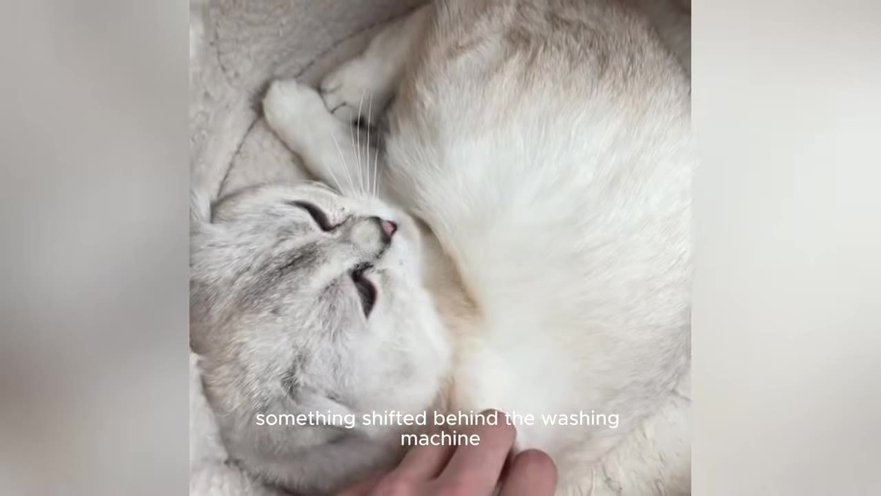 A close-up of a light-colored cat lying down while being gently petted, with text overlay reading 'something shifted behind the washing machine'.