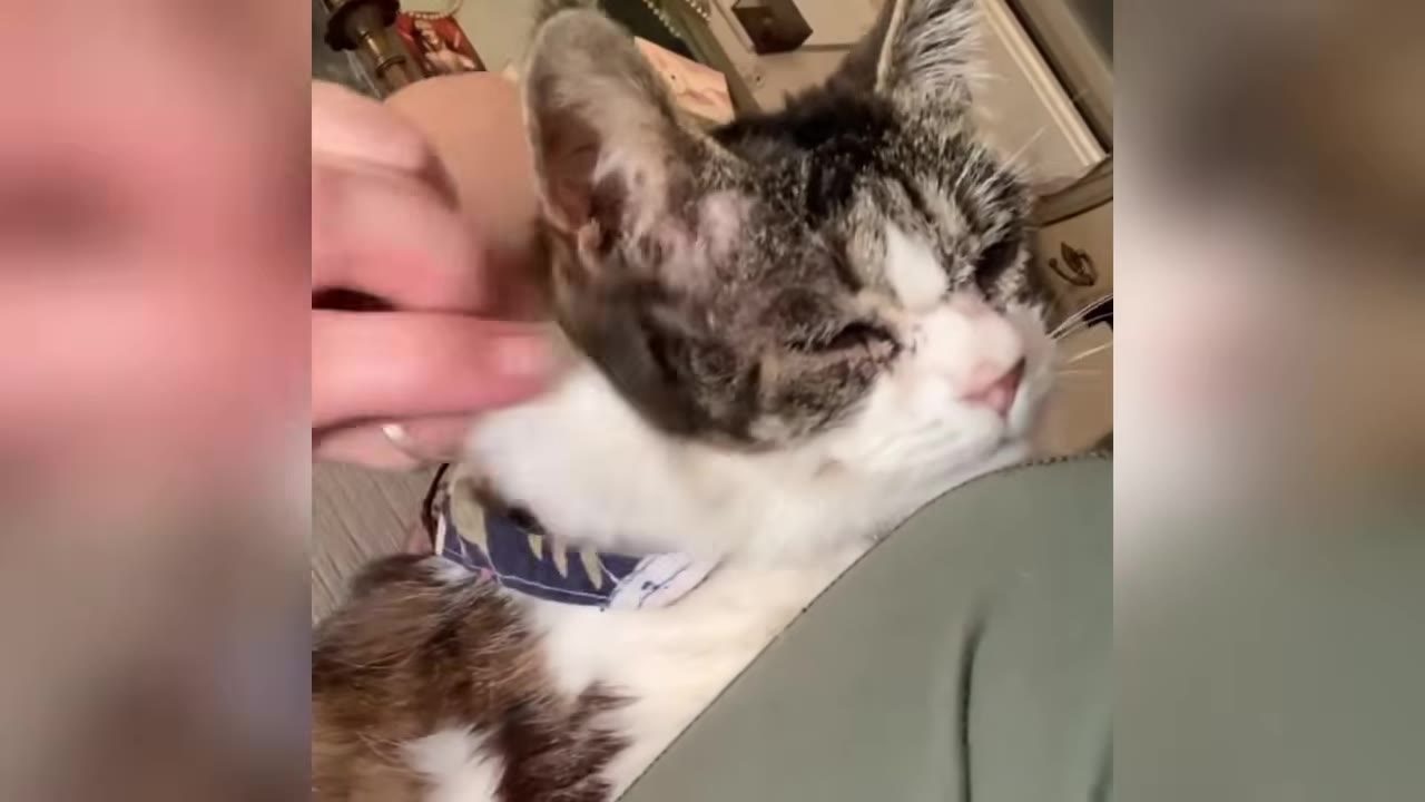 A brown and white cat resting its head peacefully against a person's chest while being gently petted on the neck.