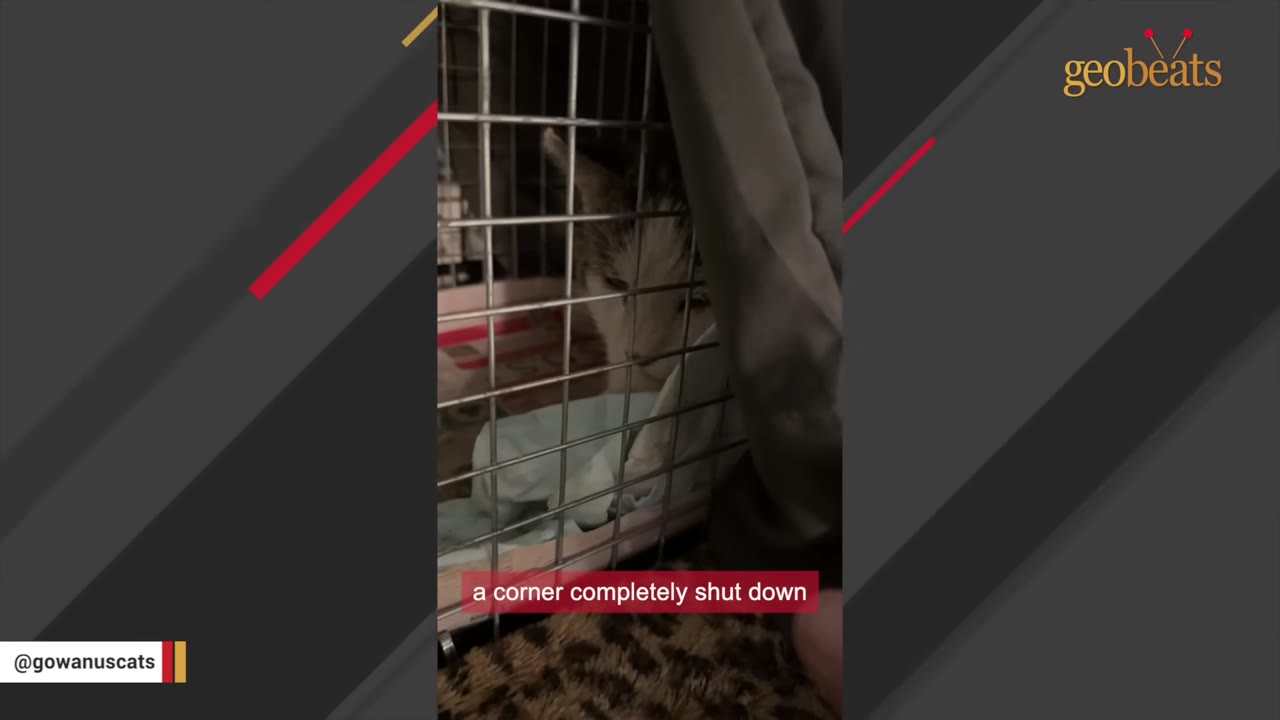 A cat inside a wire cage looking down and hiding behind a curtain, with a subtitle that reads 'a corner completely shut down'.