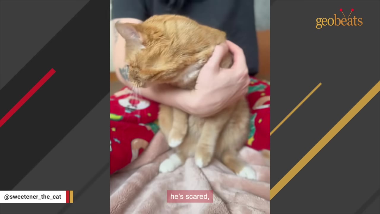 An orange tabby cat named Sweetener is held protectively in a person's arms, looking down shyly.