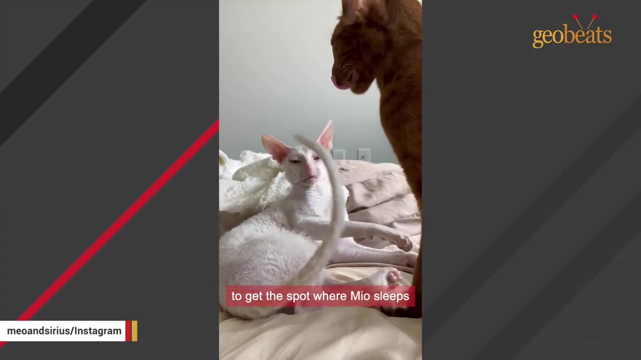 A white Cornish Rex cat sits on a bed, staring intently up at a brown cat standing nearby.