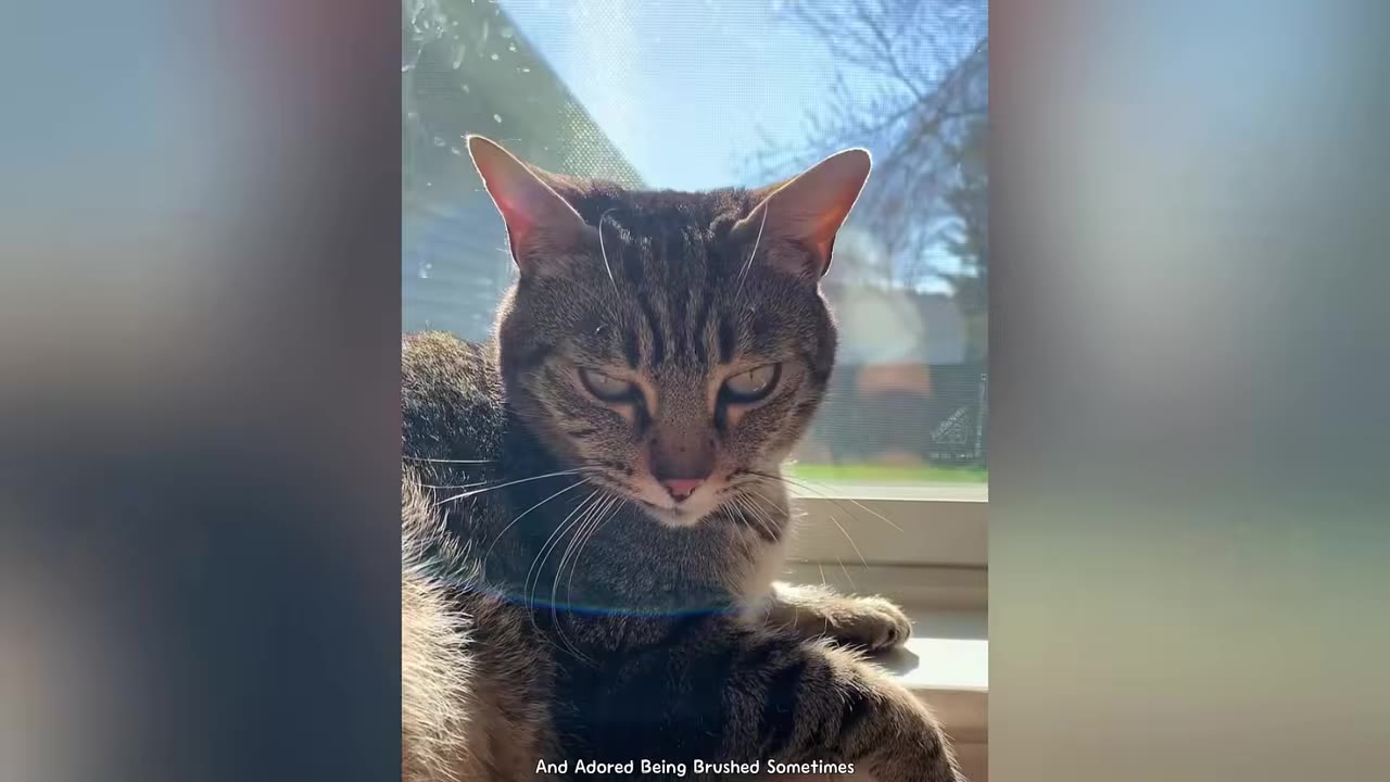 A close-up of a tabby cat sitting calmly by a sunny window with a gentle, relaxed expression.