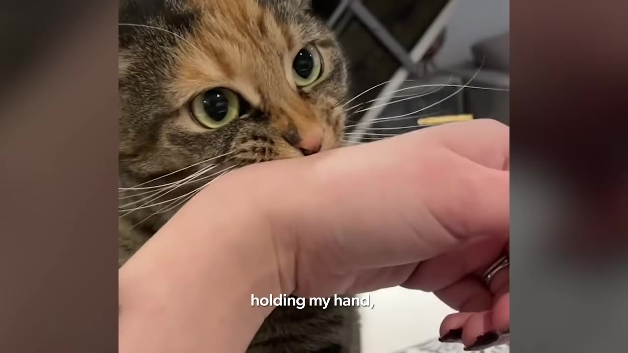 A close-up of a brown and orange tabby cat gently biting a person's hand with wide, green eyes.