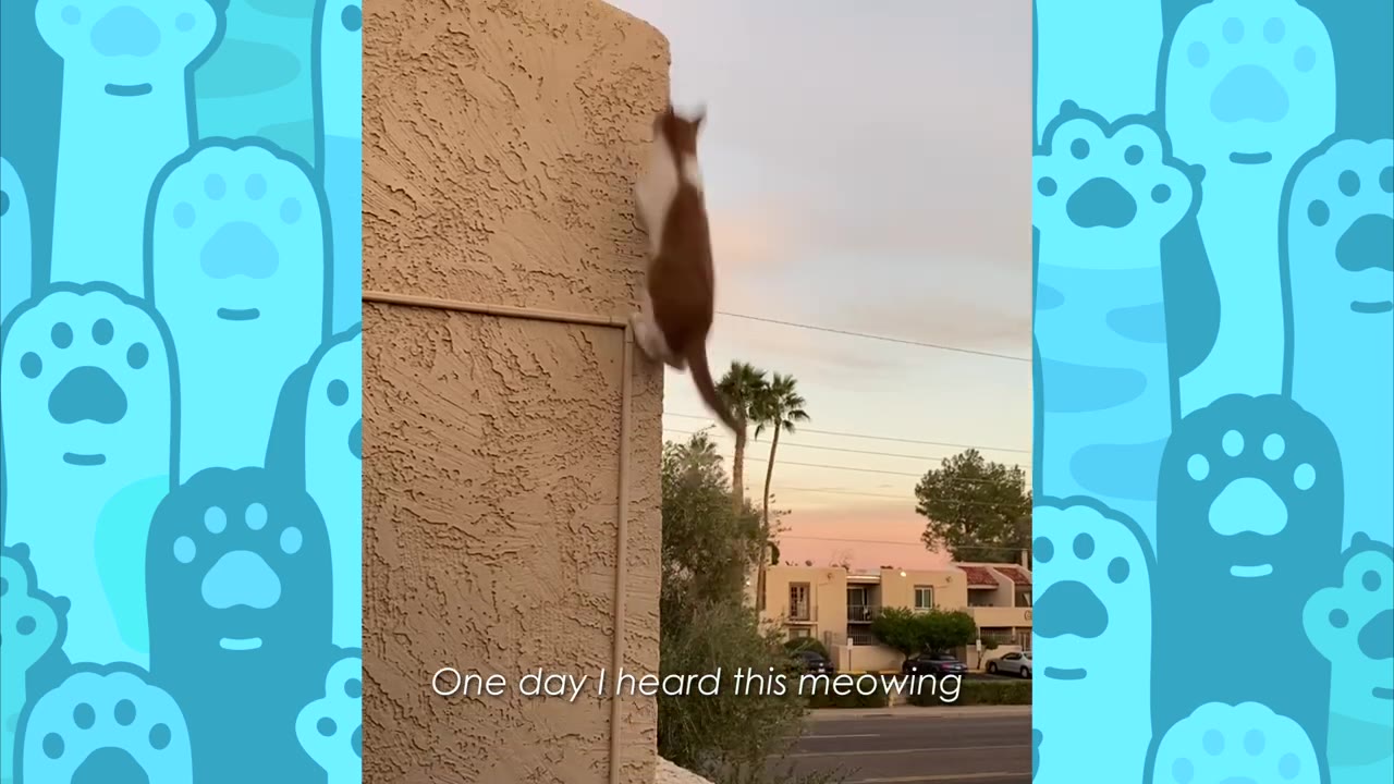 An orange and white cat climbing up the exterior stucco wall of a building.