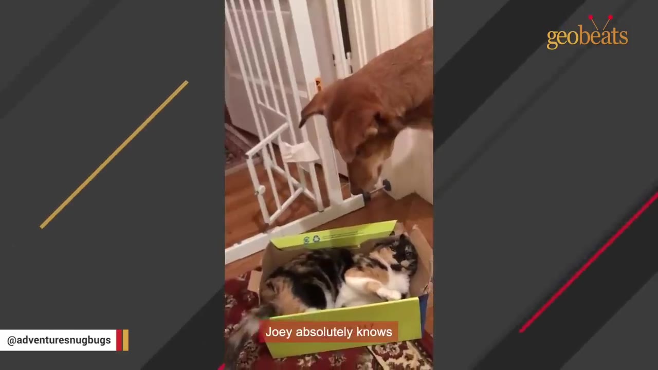 A calico cat lying playfully in a cardboard box while a golden dog leans down to look at it.