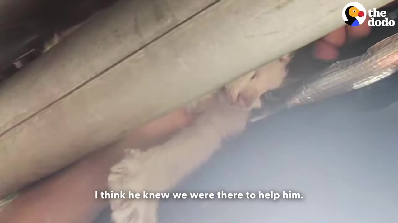 A close-up shot from under a vehicle showing a small, light-colored cat reaching its paw out to touch a person's hand.