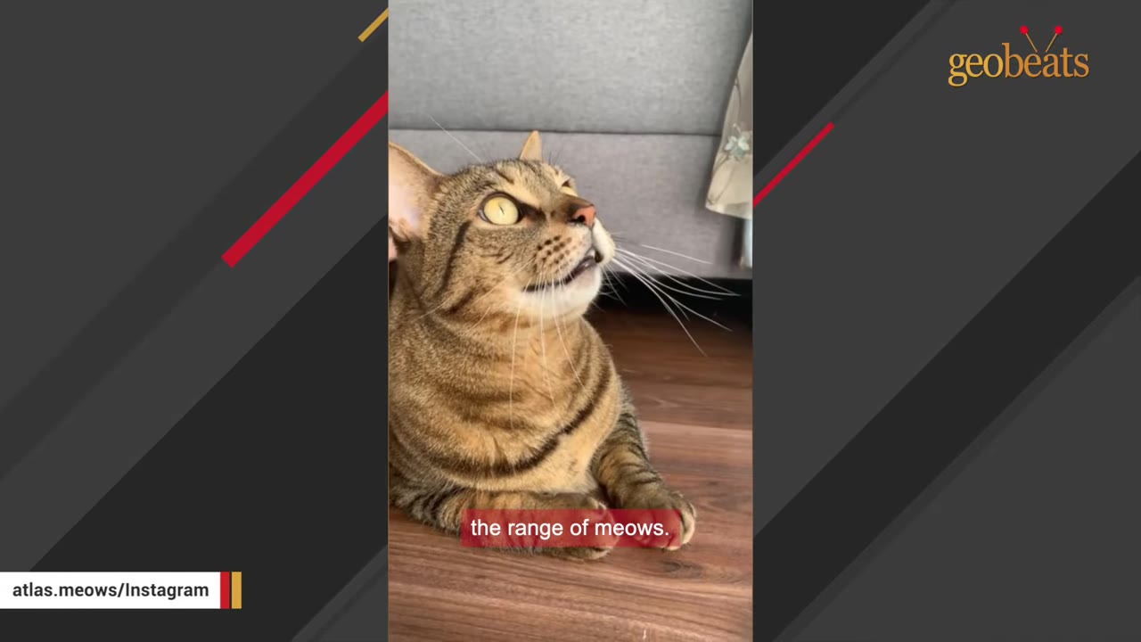A brown tabby cat looking upwards with its mouth slightly open as if meowing.