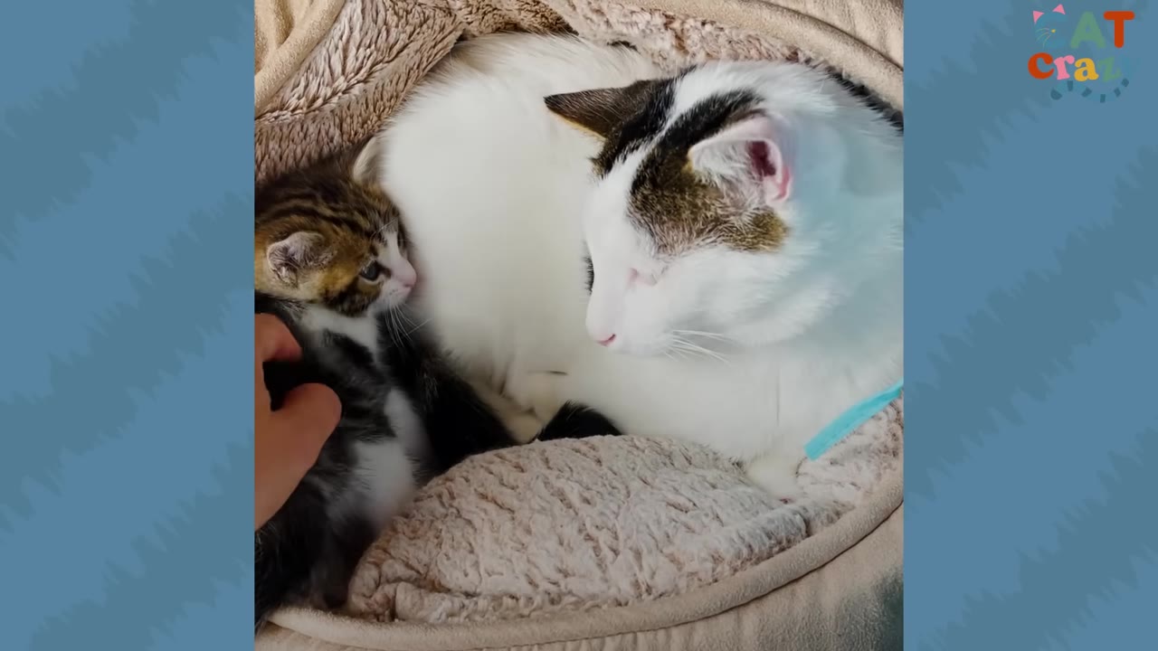 A large white cat with black patches on its head looks down at a tiny brown and white kitten lying in a soft pet bed, while a hand gently touches the kitten.