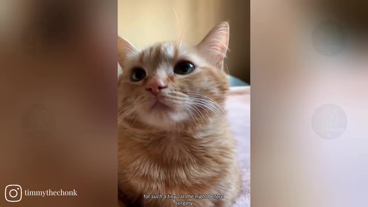A close-up shot of an orange tabby cat looking forward with wide, dark eyes.