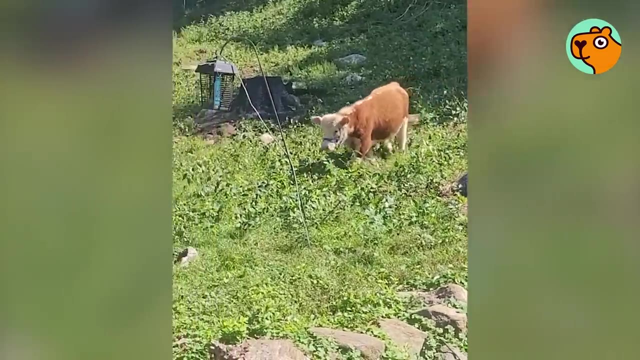 A small brown and white calf walks cautiously on a grassy hillside.