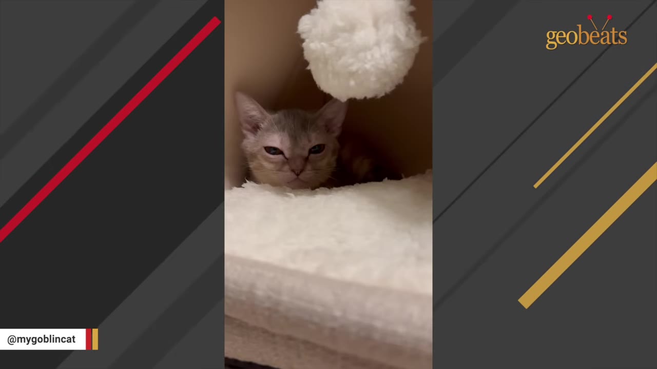 A small grey kitten huddles timidly inside a covered pet bed, looking out with wide, cautious eyes.