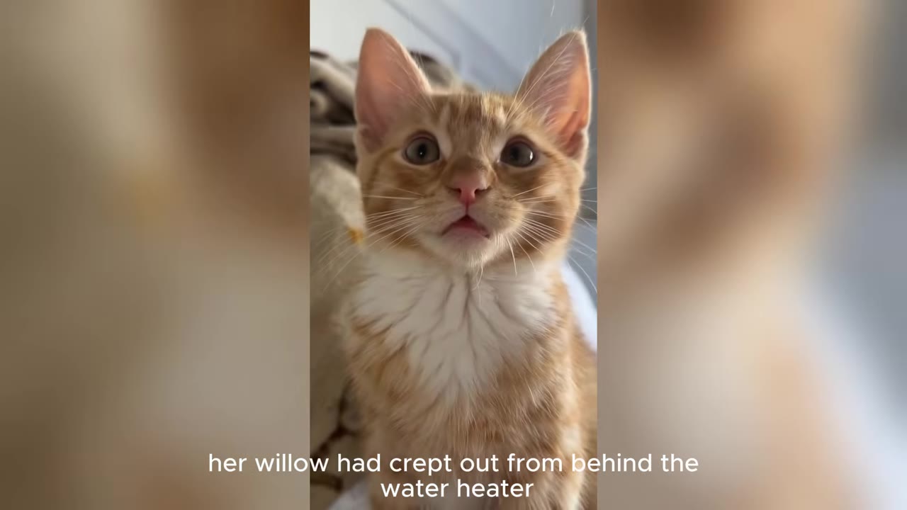 A close-up shot of an orange and white kitten looking directly at the camera with wide, curious eyes.