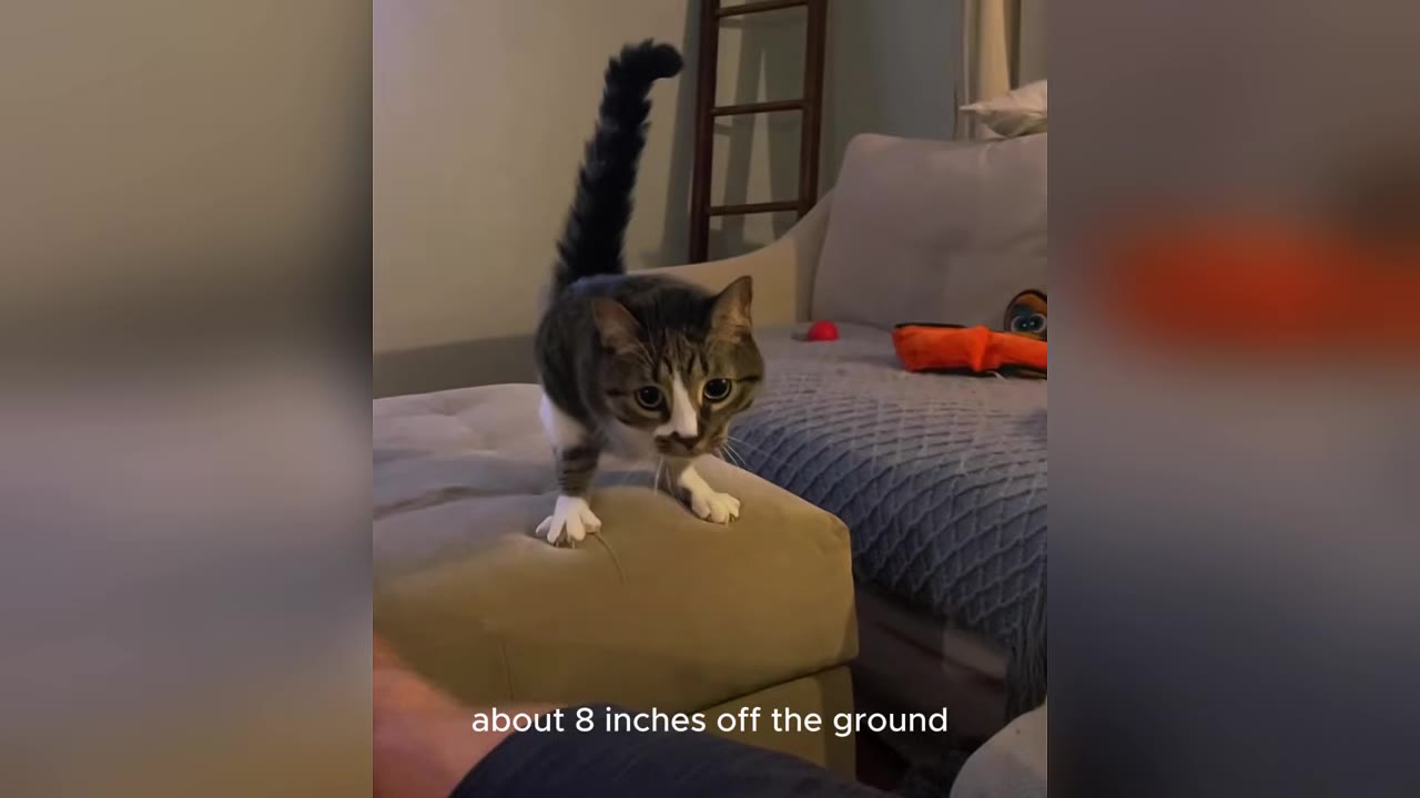 A tabby and white cat stands on a beige ottoman in a living room, looking forward with its tail raised.