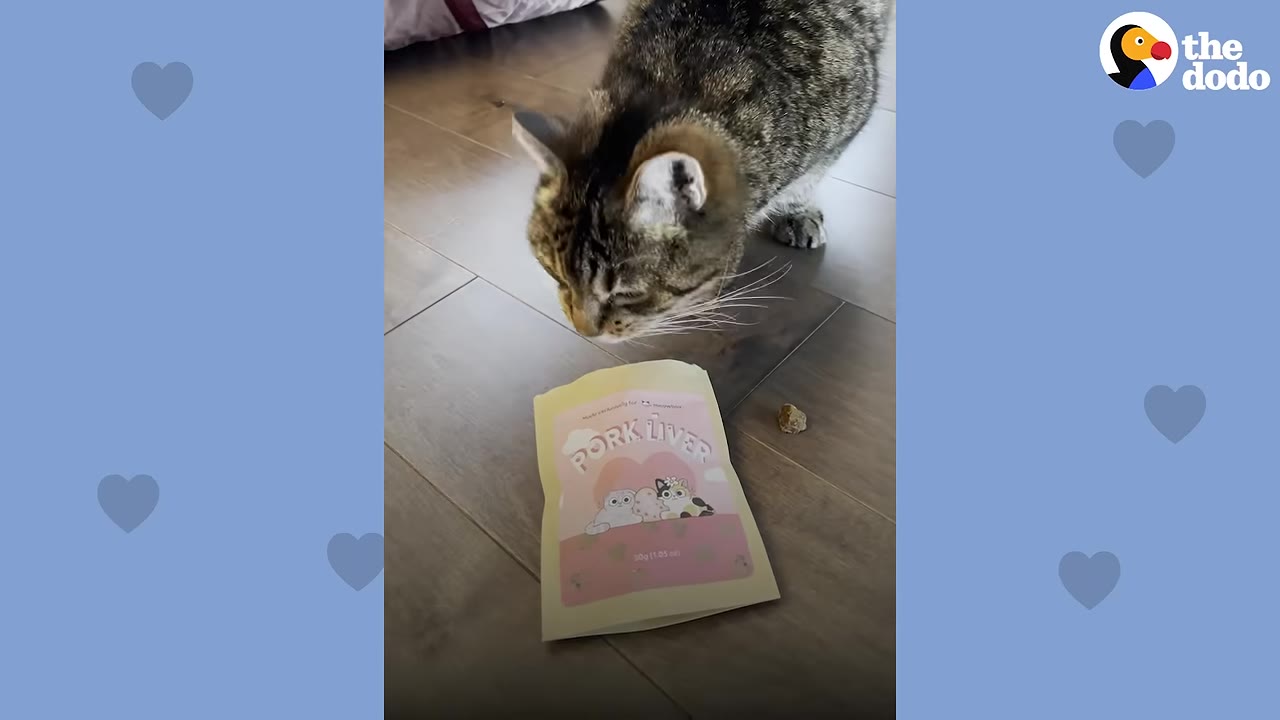 A tabby cat sniffs a pink package of pork liver treats on a wooden floor.