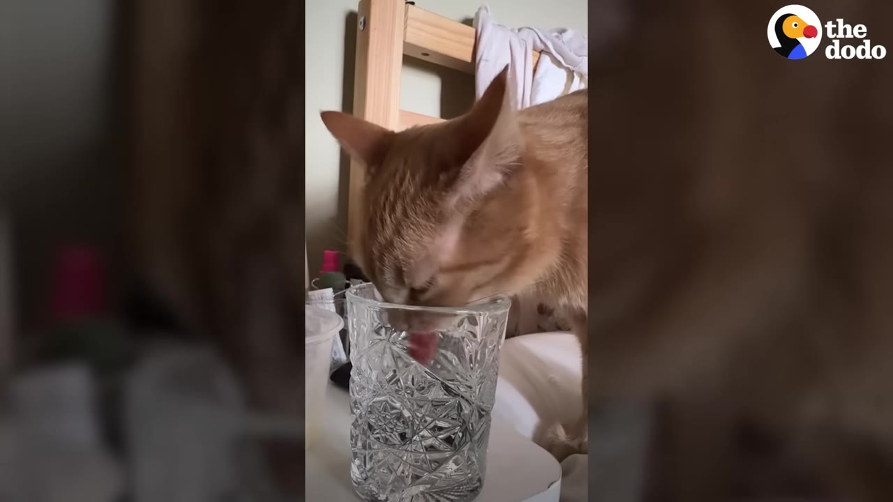 An orange cat licking the inside rim of a clear, textured glass cup.