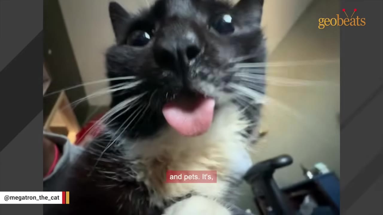 A close-up shot of a black and white tuxedo cat looking directly into the camera with its tongue sticking out.