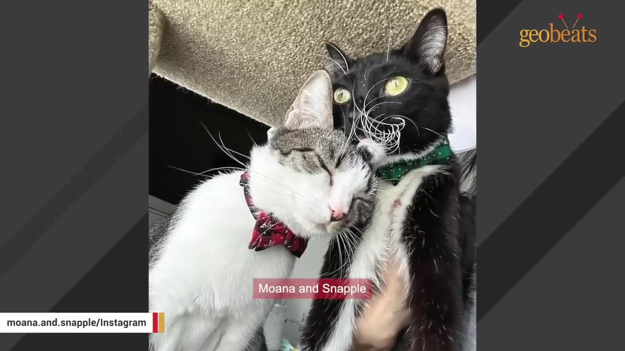 A close-up of two cats, Moana and Snapple, cuddling together; one is a white and grey tabby wearing a red bow tie, and the other is a black and white cat wearing a green collar.