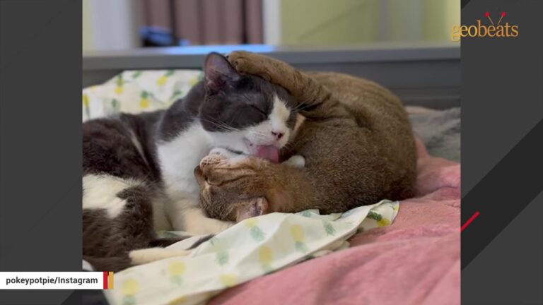 PA Shelter Cat Meets A Terrified Overseas Rescue And Sparks A Transformation No One Saw Coming