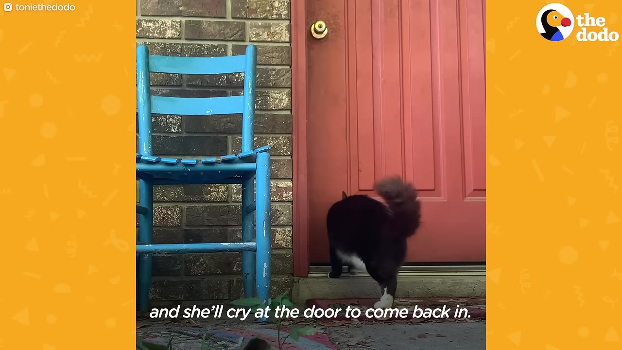 A black and white cat walks up to a red front door next to a blue wooden chair.