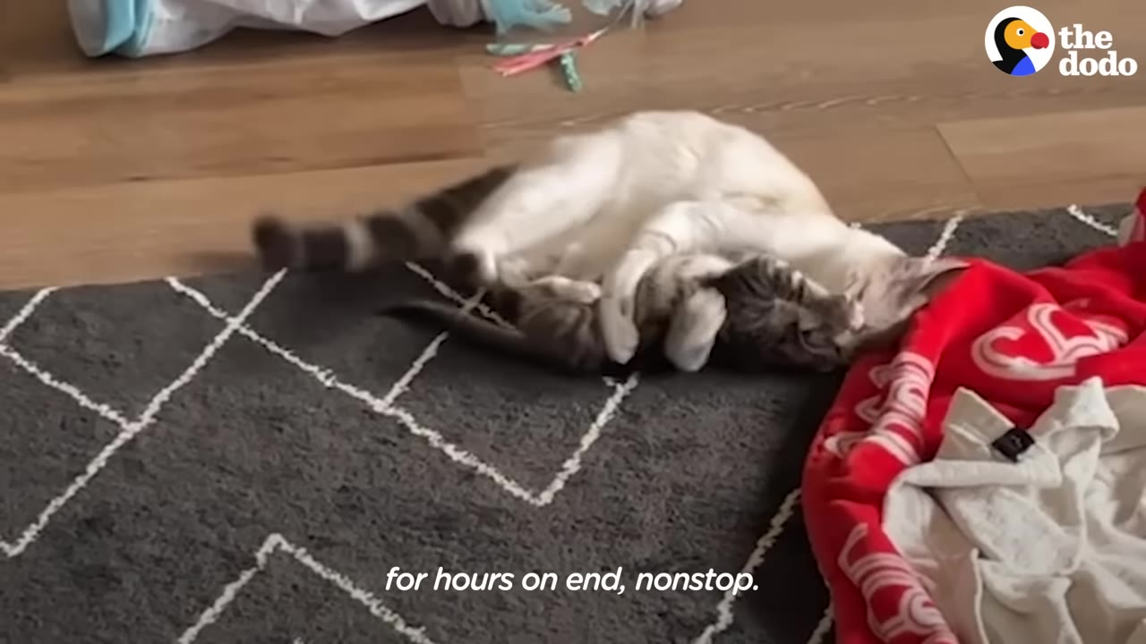 A light-colored cat and a smaller tabby kitten playfully wrestling together on a dark patterned rug.